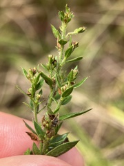 Lechea mucronata