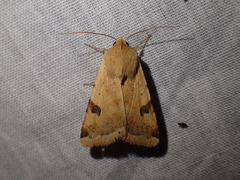 Heliothis peltigera