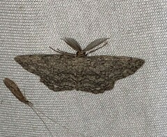 Hypomecis umbrosaria