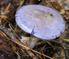 Cortinarius iodes