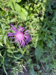 Centaurea jacea