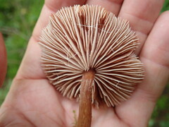 Laccaria proxima