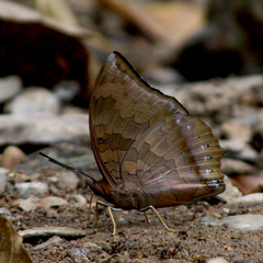 Charaxes bernardus
