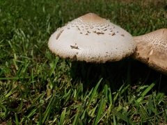 Chlorophyllum molybdites