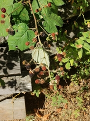 Rubus fruticosus