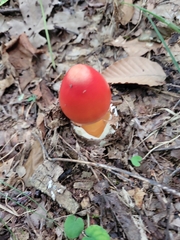 Amanita jacksonii