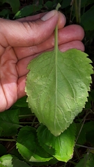 Solidago flexicaulis