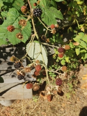 Rubus fruticosus