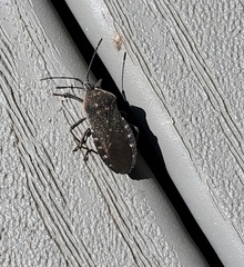 Anasa tristis
