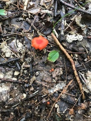 Hygrocybe