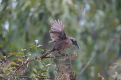 Toxostoma redivivum