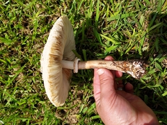 Chlorophyllum molybdites