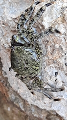 Pachygrapsus marmoratus