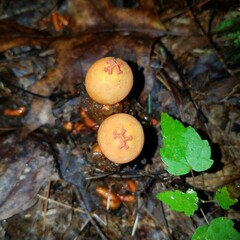 Calostoma cinnabarinum