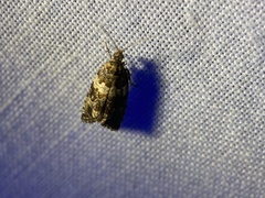 Olethreutes fasciatana