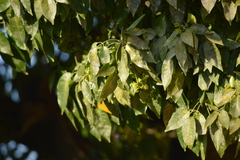Magnoliopsida