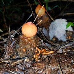 Calostoma cinnabarinum