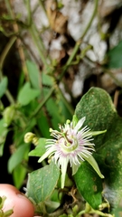 Passiflora sexflora
