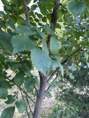 Ulmus pumila