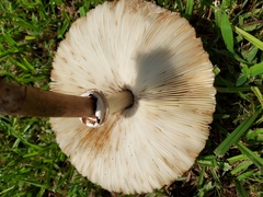 Chlorophyllum molybdites