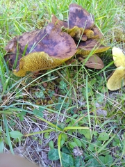 Boletinellus merulioides