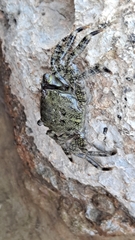 Pachygrapsus marmoratus