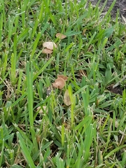 Conocybe