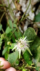 Passiflora sexflora