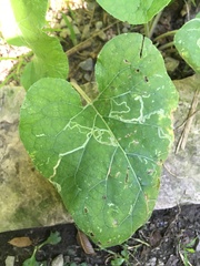 Insecta