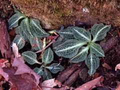 Goodyera pubescens