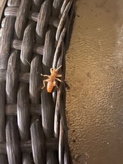 Camptonotus carolinensis