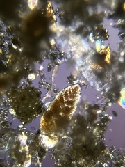 Bolivina