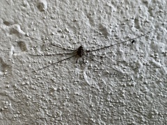 Dicranopalpus