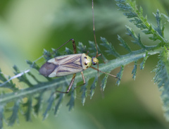 Adelphocoris quadripunctatus
