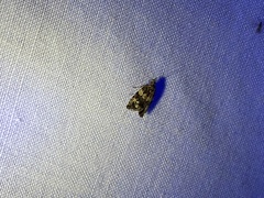 Olethreutes fasciatana