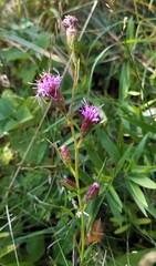 Liatris cylindracea