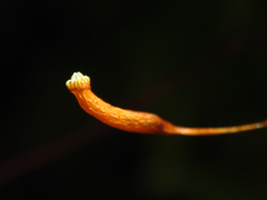 Thuidium delicatulum