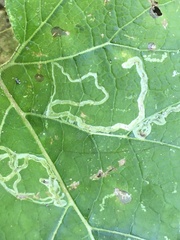 Insecta