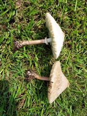 Chlorophyllum molybdites