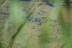 Chrysemys picta picta