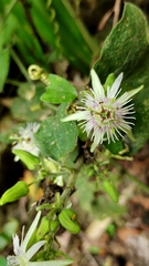 Passiflora sexflora