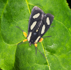 Alypia octomaculata