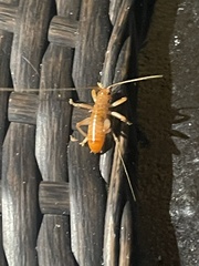 Camptonotus carolinensis