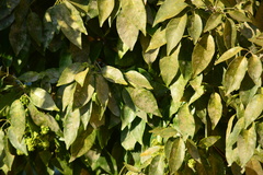Magnoliopsida