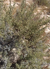 Hammada articulata