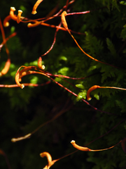 Thuidium delicatulum