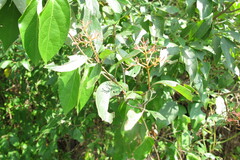 Cornus racemosa