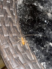 Camptonotus carolinensis