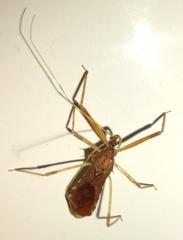 Rocconota annulicornis