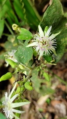 Passiflora sexflora